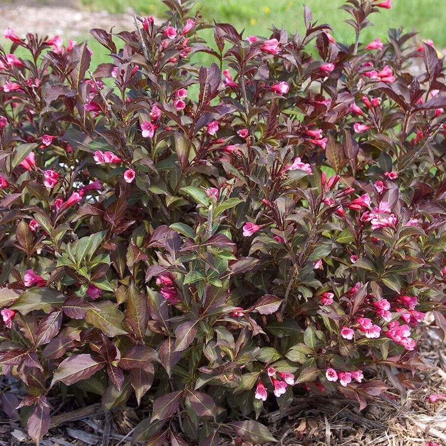 Вейгела цветущая Танго, С3 - Dolina-Sad.Ru