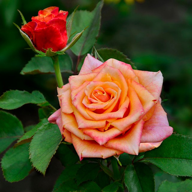 Роза Черри Бренди в горшке - Dolina-Sad.Ru