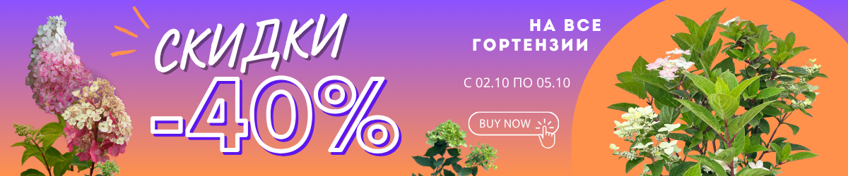 -40 НА ГОРТЕНЗИИ