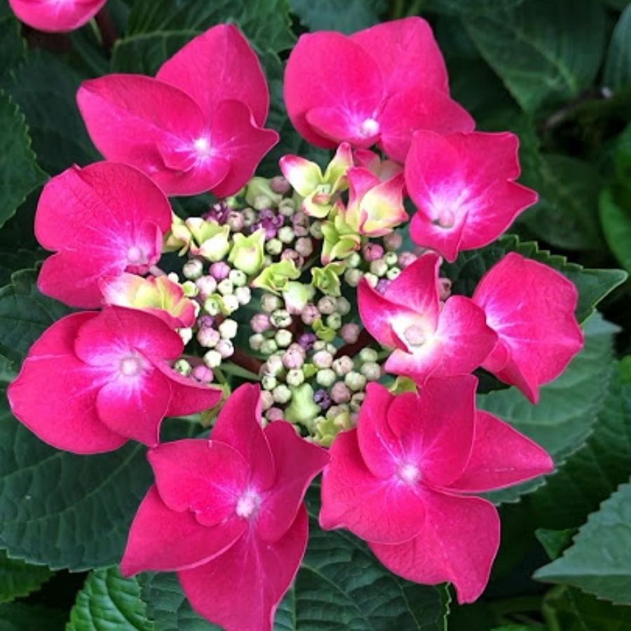 Гортензия крупнолистная Фрисби Хот Пинк, С2 - Dolina-Sad.Ru