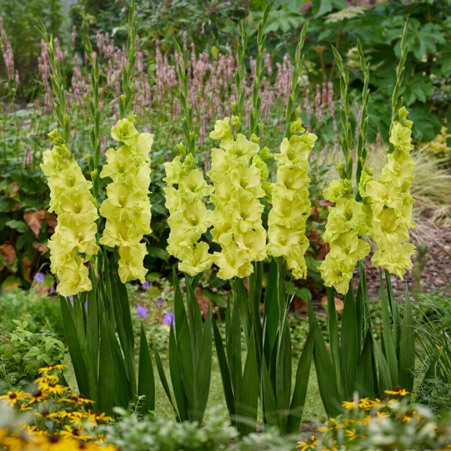 Гладиолус Кио - Dolina-Sad.Ru