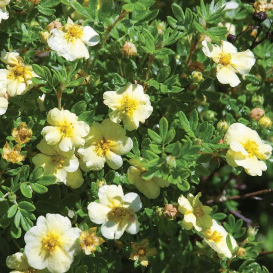 Лапчатка кустарниковая Катерина Дайкс, С3 - Dolina-Sad.Ru