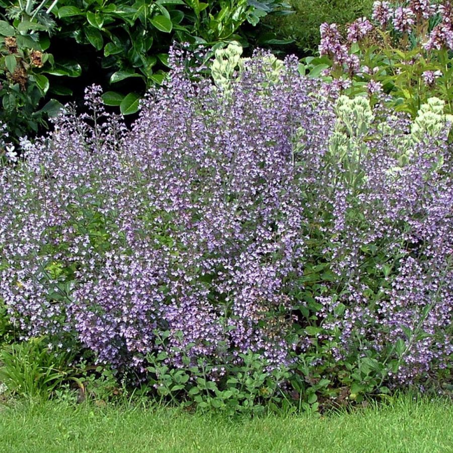 Душевик Блю Клауд - Dolina-Sad.Ru