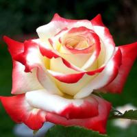 Роза Императрица Фарах Роза Императрица Фарах фото