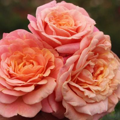 Роза Пич Мельба Роза Пич Мельба - Dolina-Sad.Ru