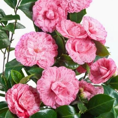 Камелия японская Вильям Бартлетт Камелия японская Вильям Бартлетт - Dolina-Sad.Ru