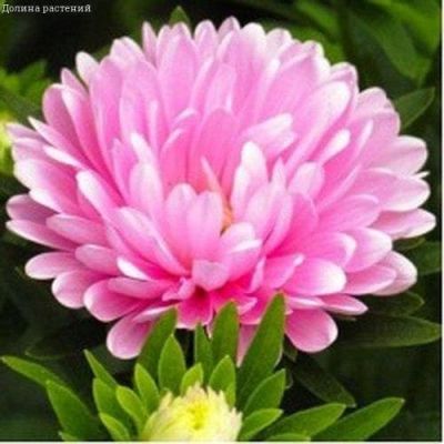 Астра Королевская розовая фото