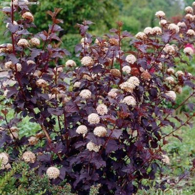 Пузыреплодник калинолистный Ред Барон, С2 Пузыреплодник калинолистный Ред Барон, С2 - Dolina-Sad.Ru