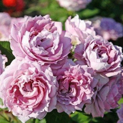 Роза Новалис Роза Новалис фото