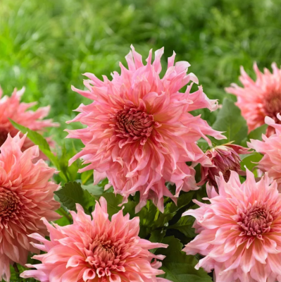 Георгина Пенхил Ватермелон Георгина Пенхил Ватермелон фото