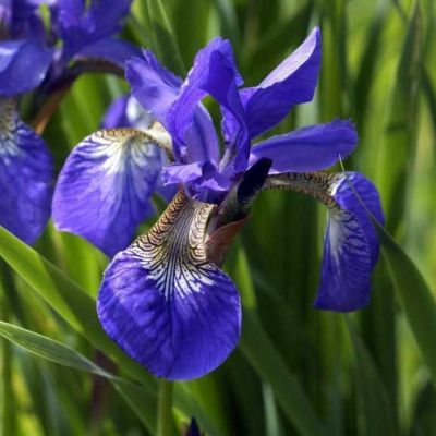 Ирис Блю Кинг Ирис Блю Кинг - Dolina-Sad.Ru