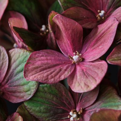 Гортензия крупнолистная Шоколад - Dolina-Sad.Ru