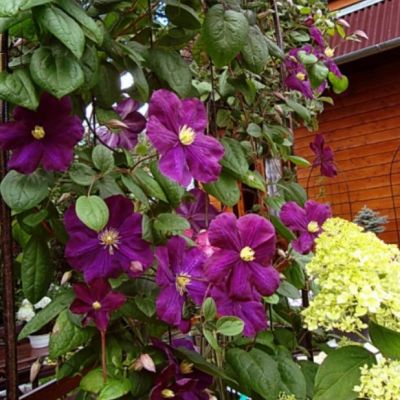 Клематис Славянка Клематис Славянка - Dolina-Sad.Ru