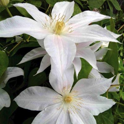 Клематис Роко-Колла Клематис Роко-Колла - Dolina-Sad.Ru