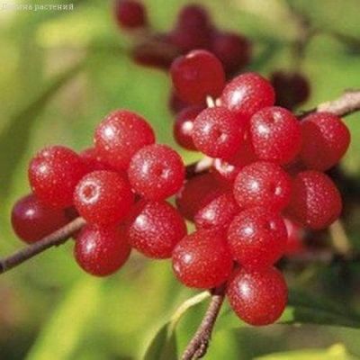 Гумми Монерон Гумми Монерон фото