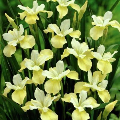 Ирис Баттер энд Шуга - Dolina-Sad.Ru