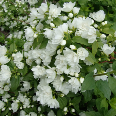 Жасмин гибридный Манто Д'Эрмин Жасмин гибридный Манто Д'Эрмин фото