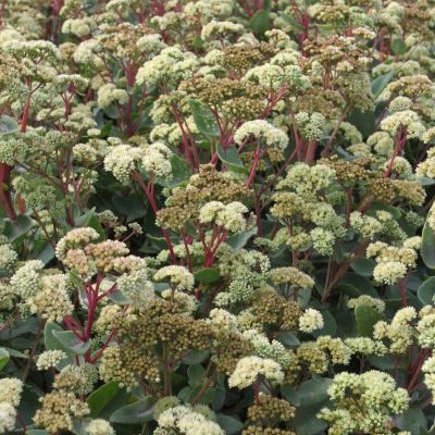 Седум Саммер Сюрпрайз Седум Саммер Сюрпрайз - Dolina-Sad.Ru