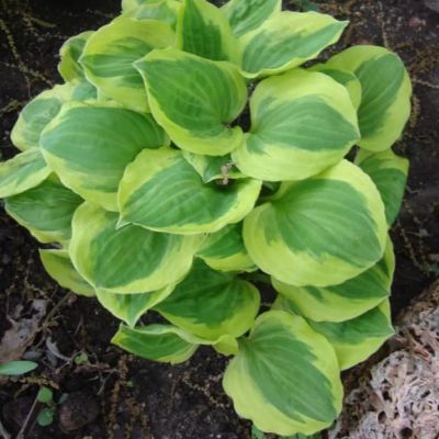 Хоста Гранд Тиара Хоста Гранд Тиара фото