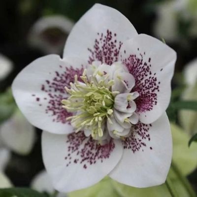 Морозник Вайт Споттед Морозник Вайт Споттед - Dolina-Sad.Ru