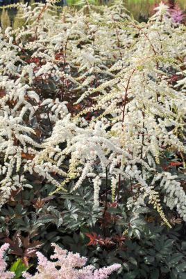 Астильба Моккачино - Dolina-Sad.Ru