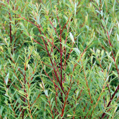 Ива Нана, С3 - Dolina-Sad.Ru