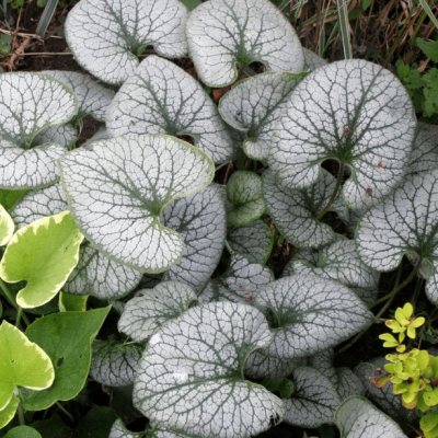 Бруннера Макрофила Сильвер Харт Бруннера Макрофила Сильвер Харт фото