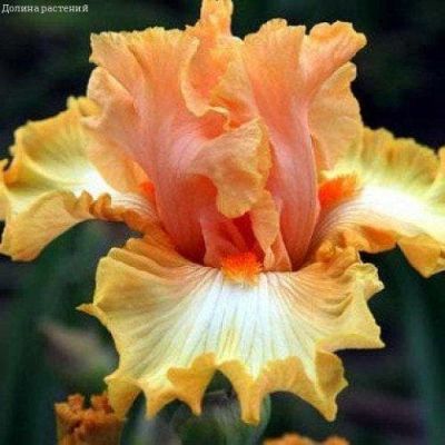 Ирис Орандж Шариот фото