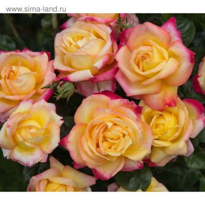 Роза Ориент Экспресс Роза Ориент Экспресс фото