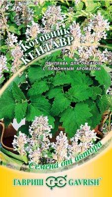 Котовник Кентавр Котовник Кентавр фото