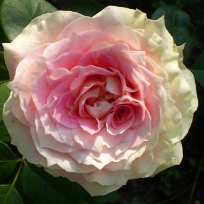 Роза Цезар Роза Цезар - Dolina-Sad.Ru