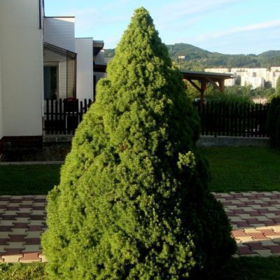 Ель канадская Коника? - Dolina-Sad.Ru