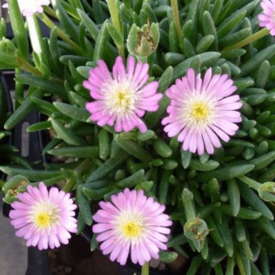 Делосперма Джевел оф Десерт Роузкварц Делосперма Джевел оф Десерт Роузкварц фото