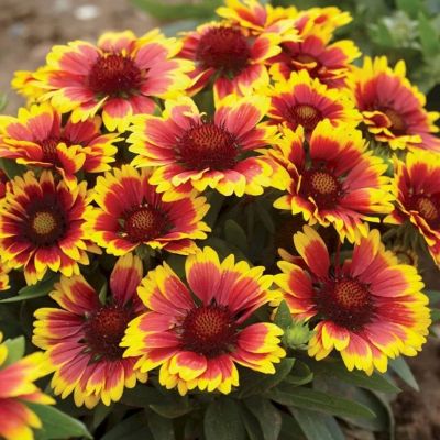 Гайлардия Аризона Сан - Dolina-Sad.Ru