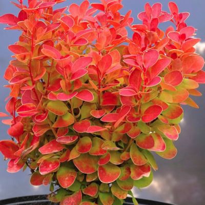 Барбарис Тунберга Оранж Айс Барбарис Тунберга Оранж Айс - Dolina-Sad.Ru