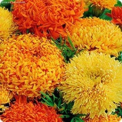 Бархатцы Фантастика, смесь фото