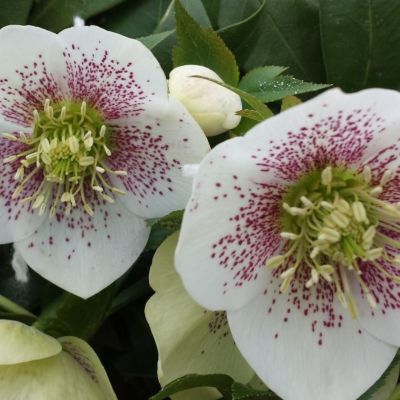 Морозник Вайт Споттед Морозник Вайт Споттед - Dolina-Sad.Ru