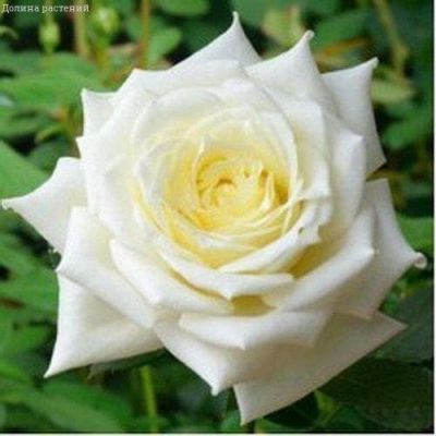 Роза Поларштерн (в гошке 2л.) Роза Поларштерн (в гошке 2л.) фото