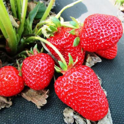 Клубника Лоран F1 5 шт. Н14 Клубника Лоран F1 5 шт. Н14 фото