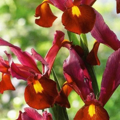 Ирис Ред Эмбер Ирис Ред Эмбер фото