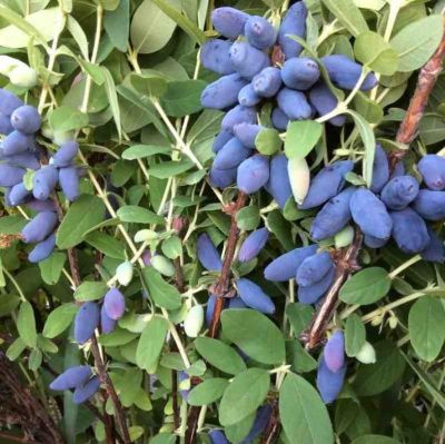 Жимолость Колин - Dolina-Sad.Ru