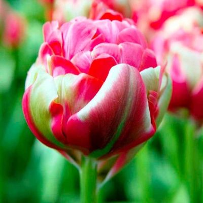 Тюльпан Реноун Юник Тюльпан Реноун Юник фото