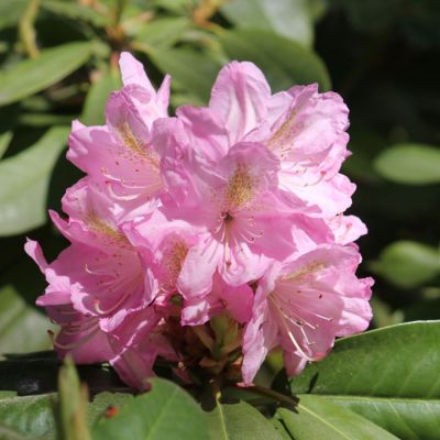 Рододендрон Сцинтиллейшн Рододендрон Сцинтиллейшн - Dolina-Sad.Ru