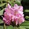 Рододендрон Сцинтиллейшн Рододендрон Сцинтиллейшн - Dolina-Sad.Ru
