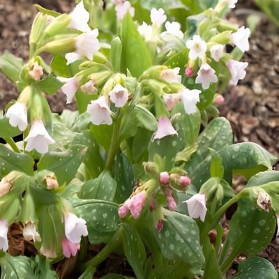 Медуница Миссис Киттл Медуница Миссис Киттл - Dolina-Sad.Ru