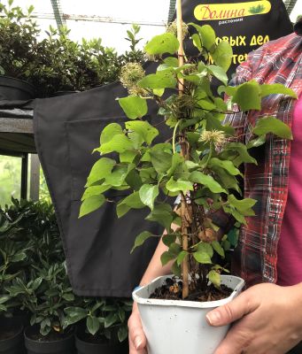 Клематис Kири Те Канава Клематис Kири Те Канава фото