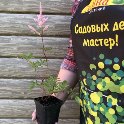 Астильба японская Пич Блоссом Астильба японская Пич Блоссом фото