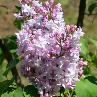 Сирень обыкновенная Надежда Сирень обыкновенная Надежда - Dolina-Sad.Ru