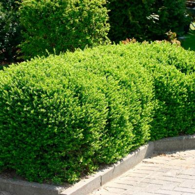 Жимолость блестящая Майгрюн Жимолость блестящая Майгрюн - Dolina-Sad.Ru