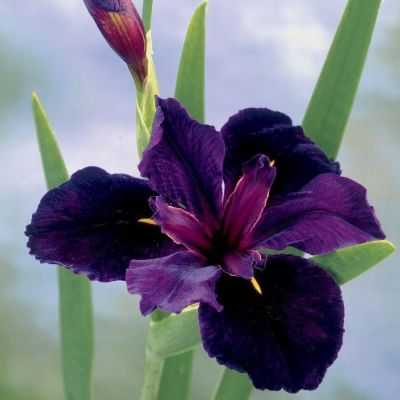 Ирис Блек Геймкок фото